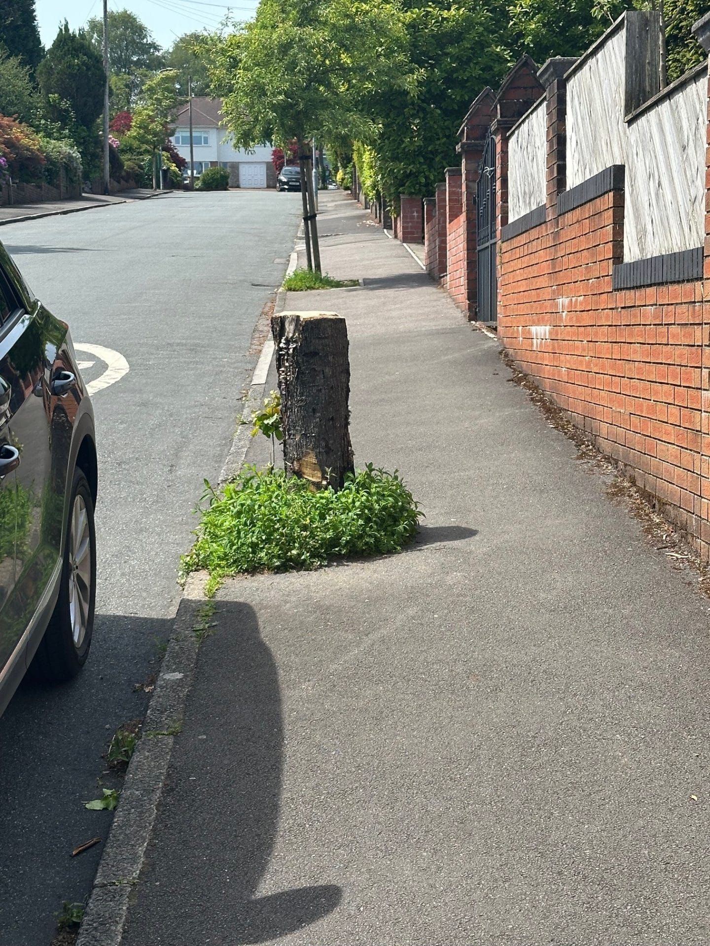 6. t park road tree stump